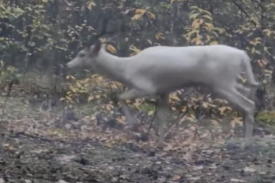 Mysteriöse, weiße Kreatur im Wald gesichtet: Oh mein Gott, was ist das?