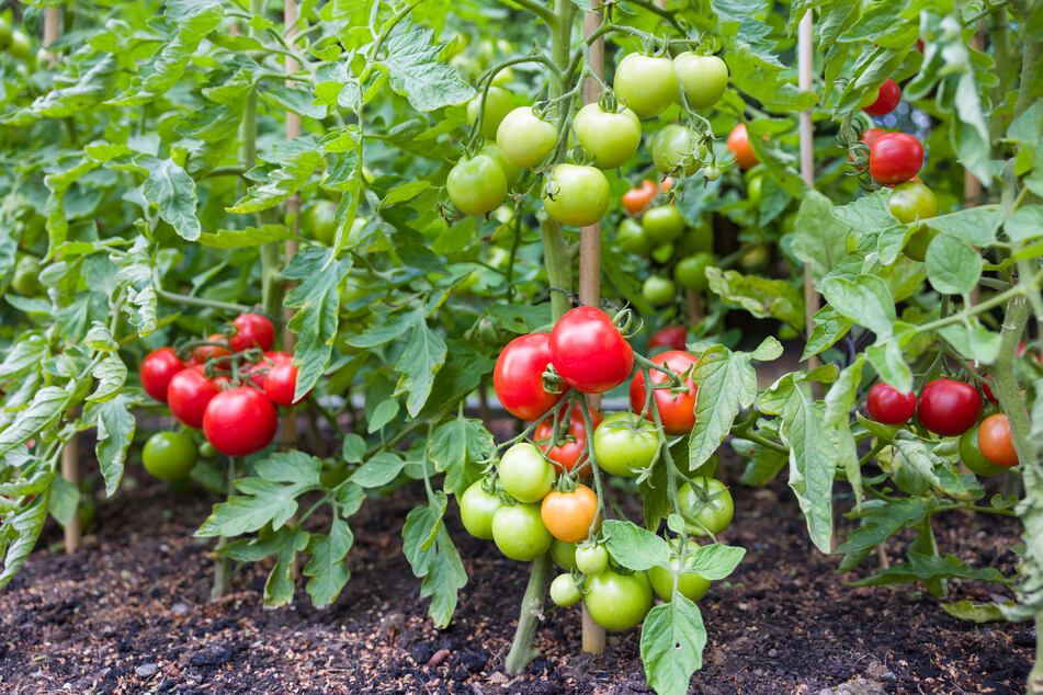 Tomatenpflanzen müssen wöchentlich ausgegeizt werden.