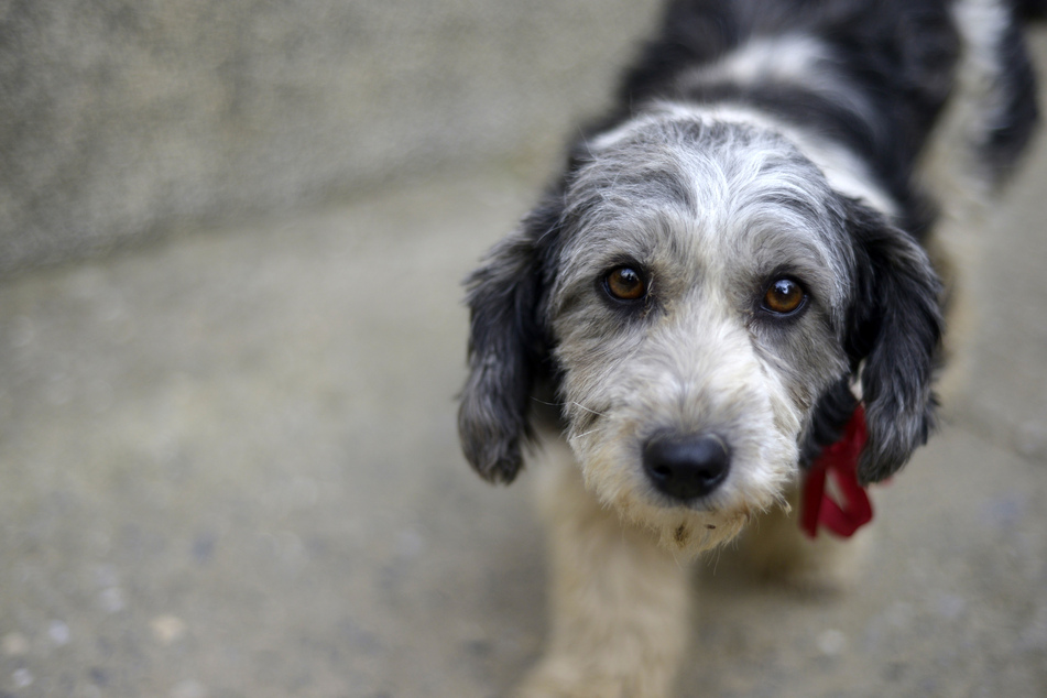 Erste Hilfe für den Hund – Netzwerk für Tiere Köln