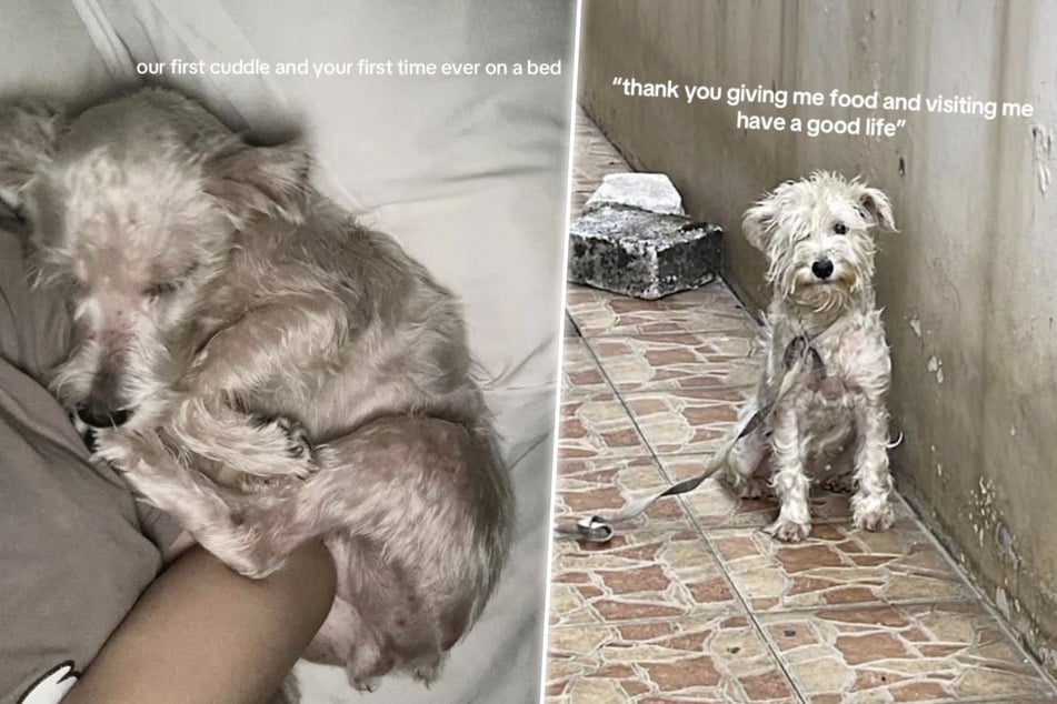 Perro atado a la casa durante 4 años: tras su rescate, apenas se le reconoce.
