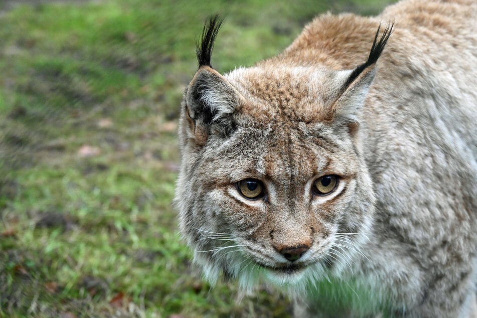 Der Luchs Tabs wurde sage und schreibe 20 Jahre alt.