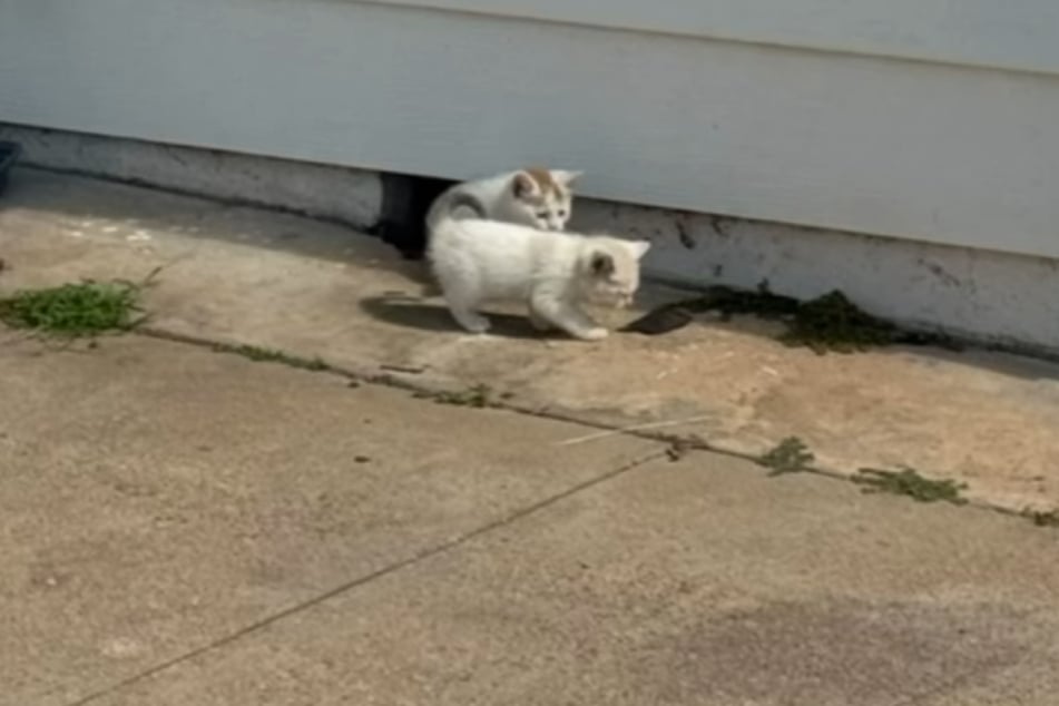 Los gatitos pudieron ser salvados a tiempo.