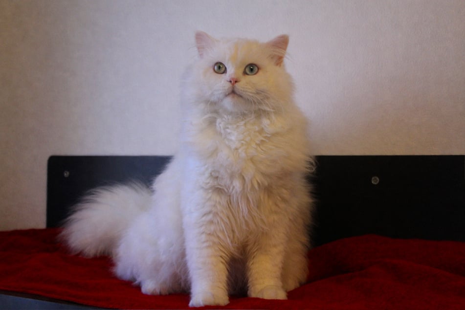 Mimo ist Menschen sehr zugewandt. Vor allem sehnt er sich aber nach einem Artgenossen zur Gesellschaft.