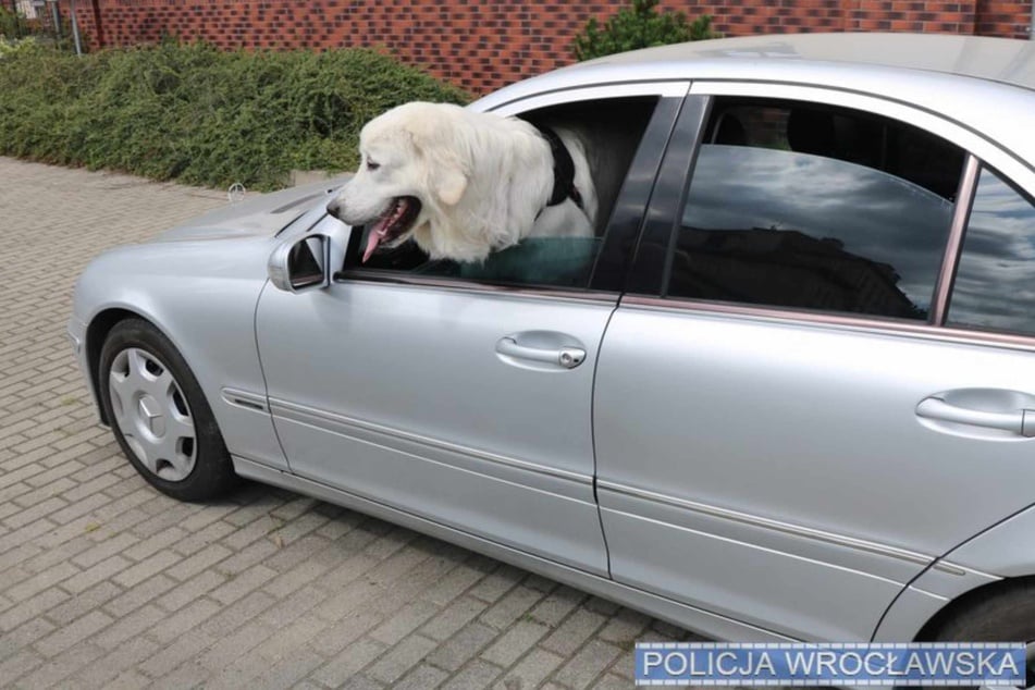 In Polen klauten Diebe diesen Mercedes, in dem der flauschige Tatra-Schäferhund saß.