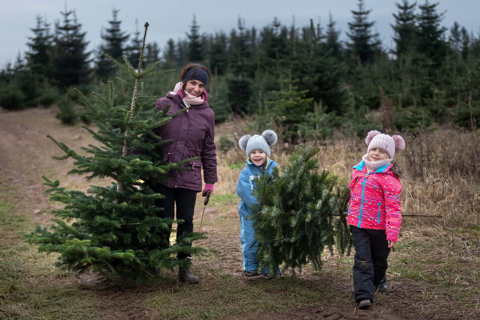 Kristin Backmann (33) und ihre Töchter Wilma (4) und Hermine (5) schnitten ihre Weihnachtsbäume beim Charlottenhof Härtensdorf.