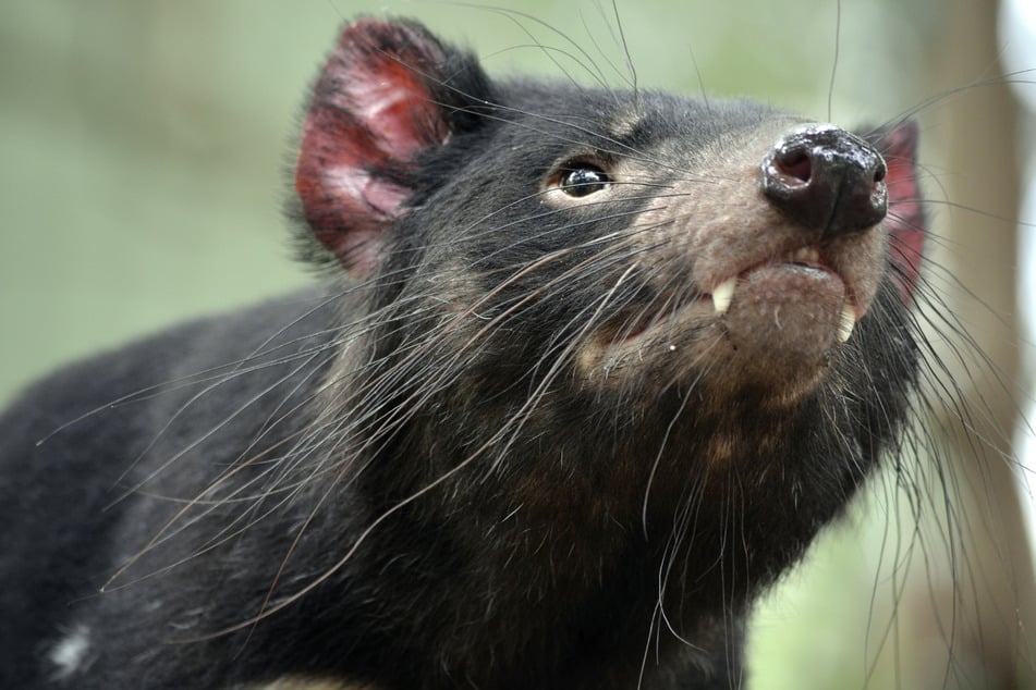 According to Aussie Ark, the new litters of baby Tasmanian devils are healthy and strong (stock photo).