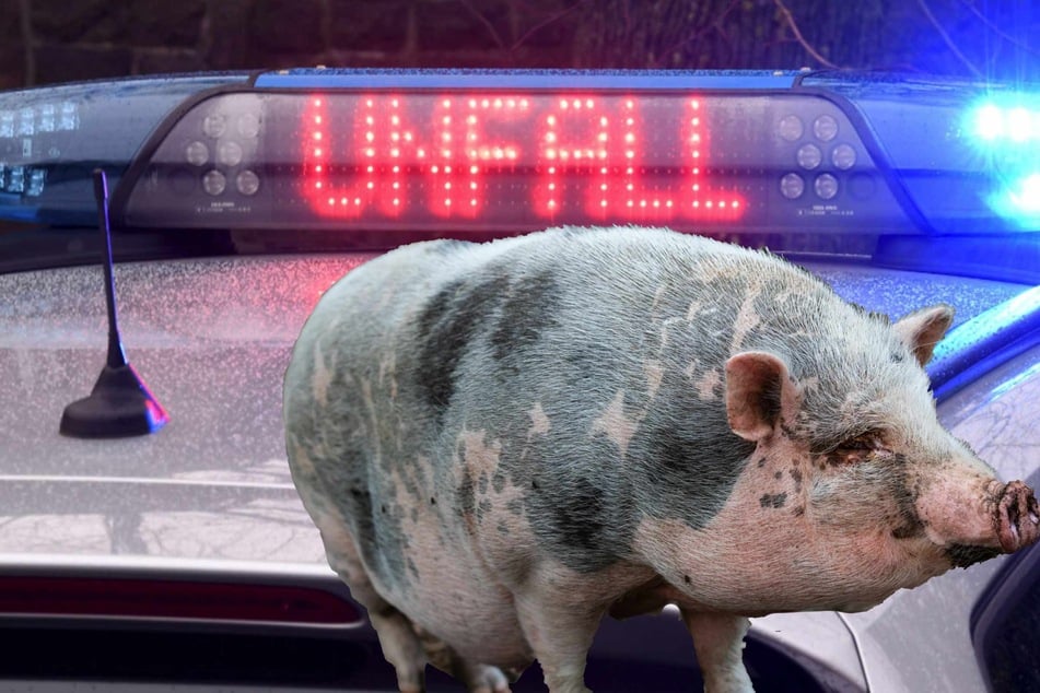 Die Polizei sucht nach einem Unfall in Rastede nach einem toten Hängebauchschwein. (Symbolbilder)