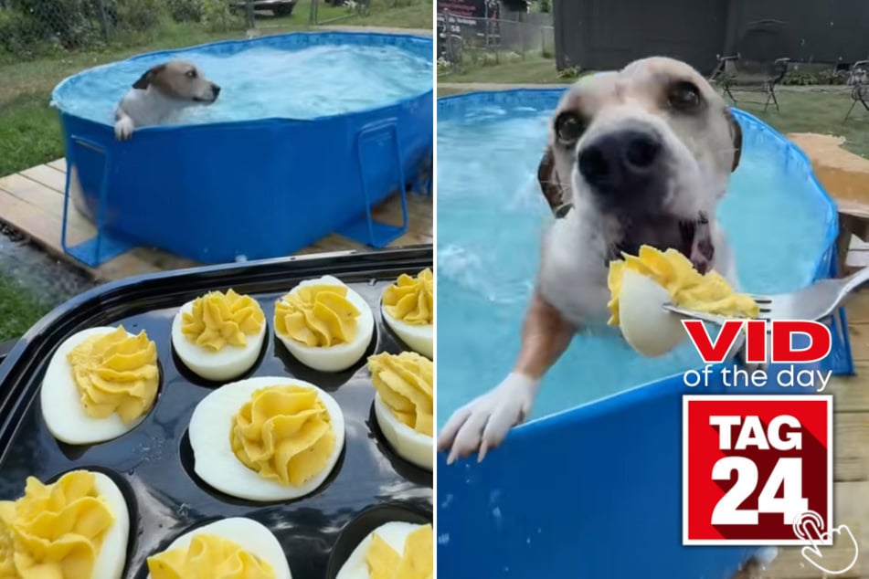 This dog swam to the edge of the pool, ate a deviled egg off a fork, and immediately jumped back in like nothing happened.