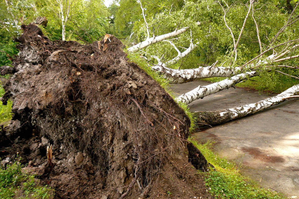 Immer mehr Laubbäume sterben wegen der wiederkehrenden Dürren in Sachsen ab. Betroffen sind auch Birken.