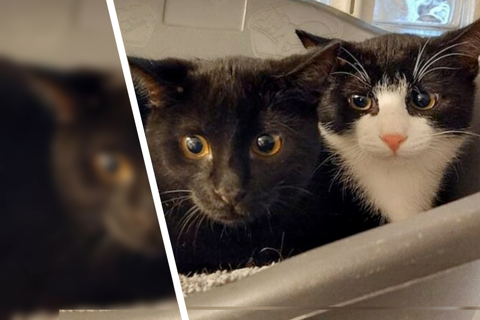 Mutter wurde überfahren: Katzen-Brüder suchen ein Zuhause für immer!