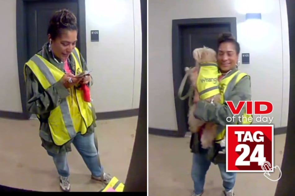 viral videos: Viral Video of the Day for February 17, 2026: Trash collector's dog is gifted her own neon vest in adorable clip