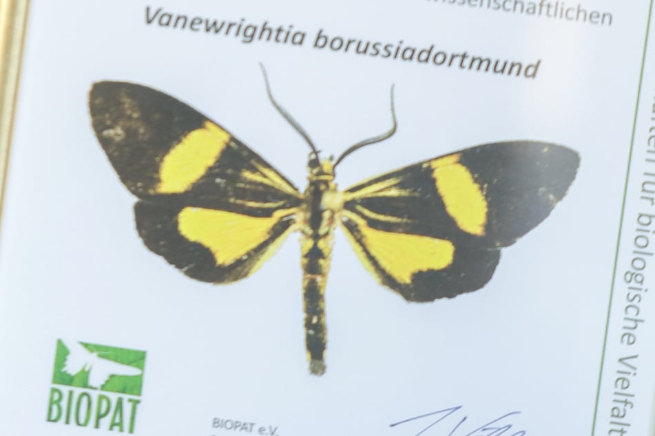 Der kleine Falter wurde erst im Jahr 2024 im Regenwald von Peru entdeckt. Jetzt trägt er einen Gruß aus dem Ruhrpott im Namen: "Vanewrightia borussiadortmund".
