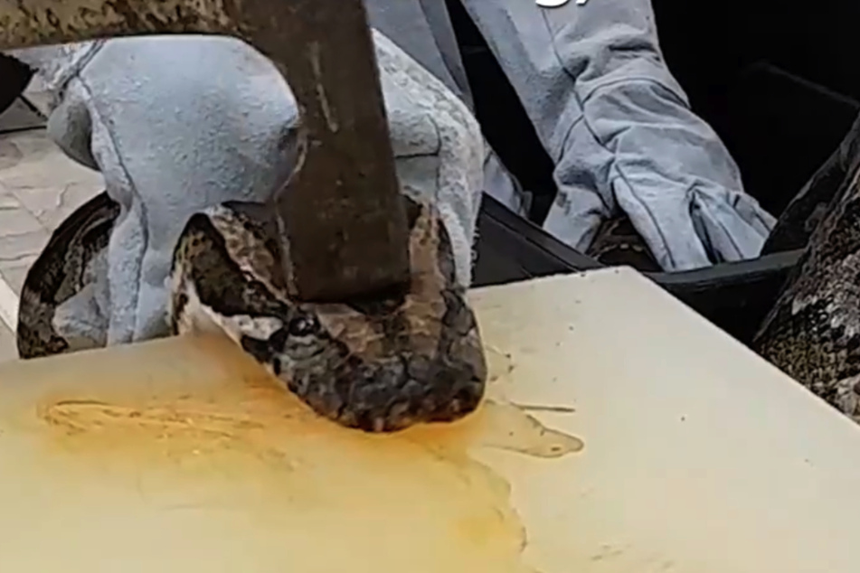 Die Pythonschlangen werden brutal getötet, ehe sie zu Gucci-Handtaschen verarbeitet werden.
