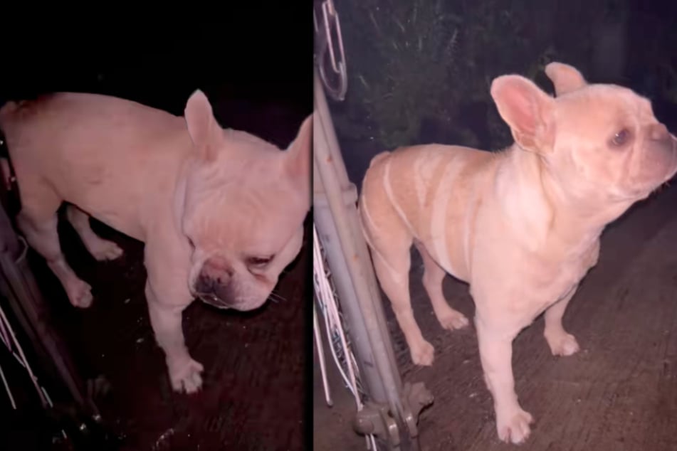 Der Vierbeiner zeigte sich komplett verängstigt, als er gefunden wurde.