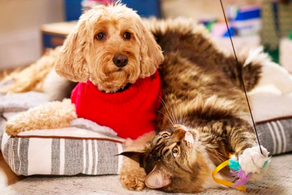 Here's why pet parents are loving these offers at Chewy on Saturday, November 8