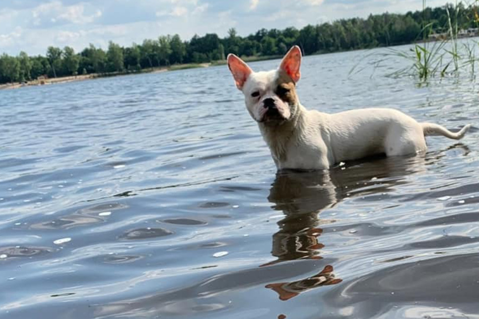 Im Sommer geht er gern baden, bei Regen bleibt er lieber daheim: Bulldogge Murphy sucht ein neues Zuhause.