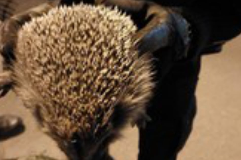 Der Igel litt sichtlich unter Stress, weil er in der Bauchtasche transportiert wurde.