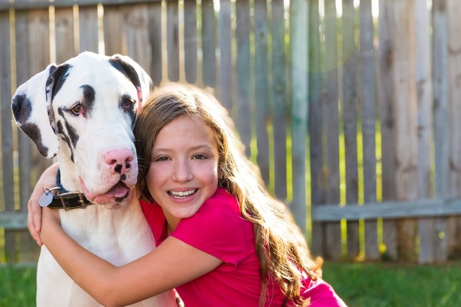 Die Deutsche Dogge liebt das Spielen mit Kindern und das Familienleben.