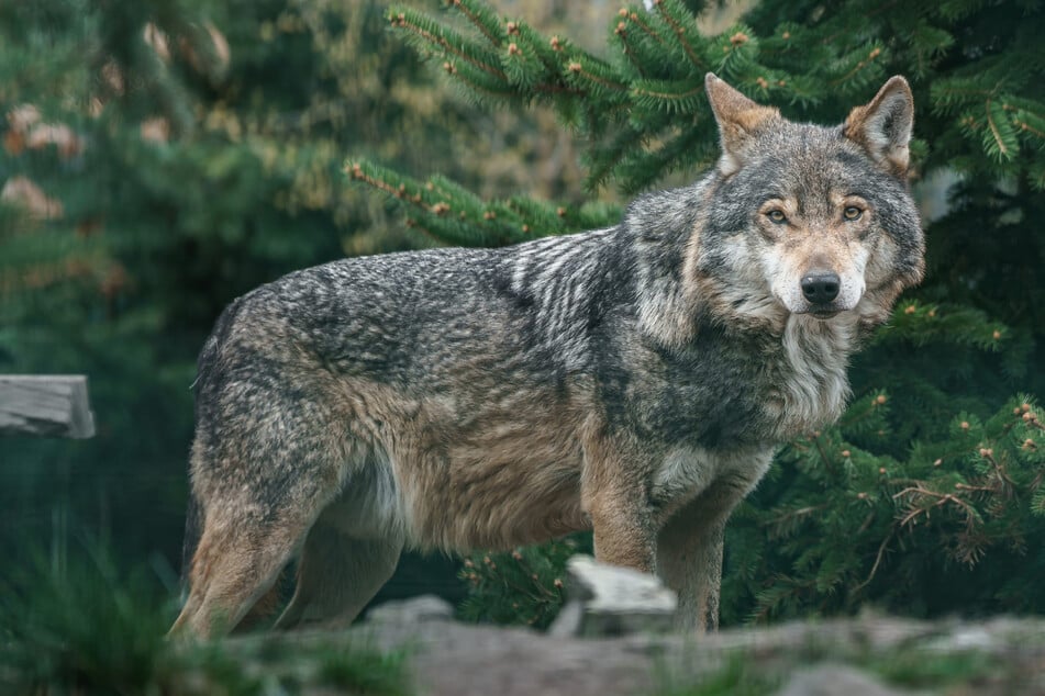Ohne Scheu schlich sich der Wolf an die Familie heran. (Symbolfoto)