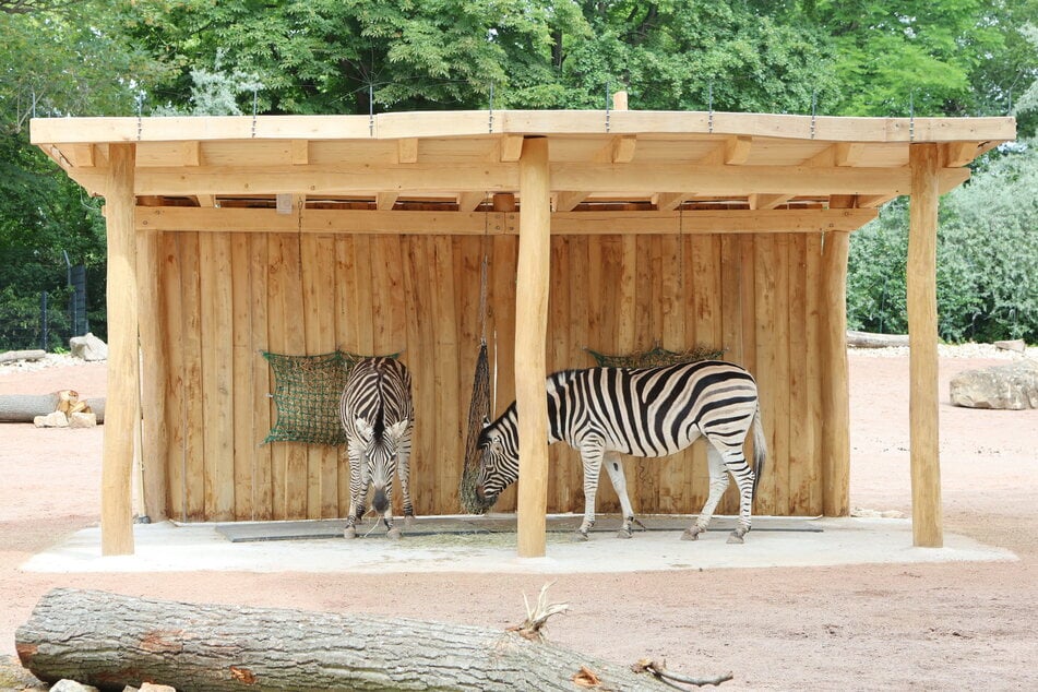 Der neue Unterstand ermöglicht den Zebras Tag und Nacht draußen zu sein.