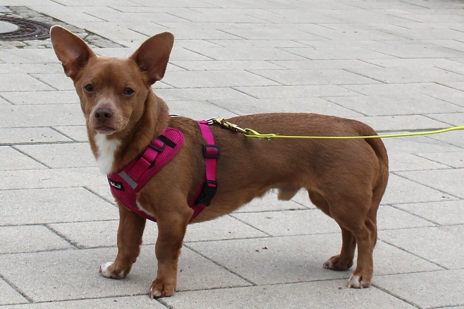 Mischling Mikey hofft auf einfühlsame Menschen, die ihm Zeit geben, um Vertrauen zu fassen.