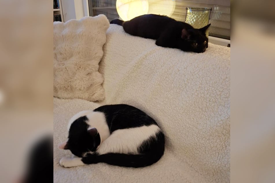 Die Jungkatzen waren bereits in einem Zuhause, das sie nun leider verlassen müssen.