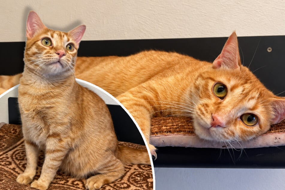 Kater nach Tod von Besitzer ganz alleine: Was wird nun aus Obelix?