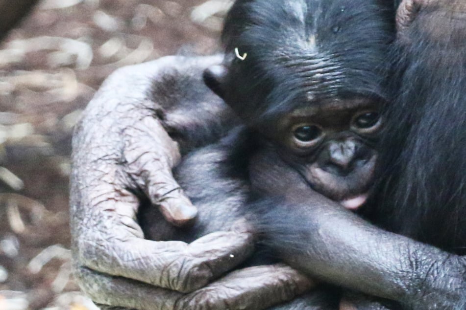 Bonobo-Nachwuchs im Frankfurter Zoo: Der kleine Menschenaffe klammert sich aktuell noch permanent an den Bauch seiner Mutter.
