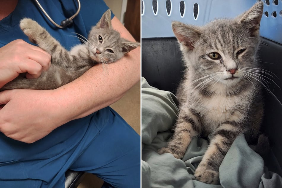 In einer Tierklinik wurde der Überlebenskünstler auf Verletzungen untersucht.