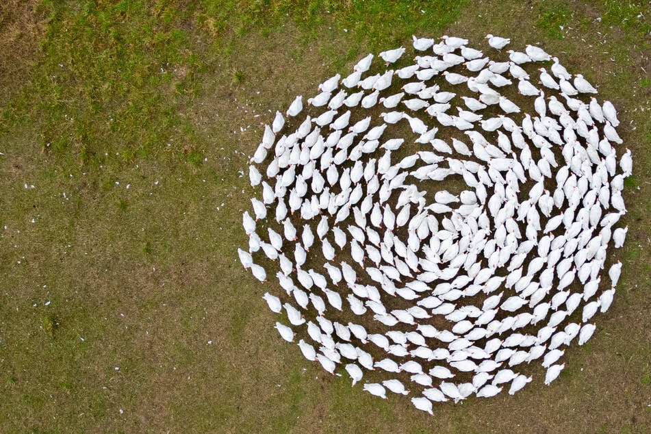 Jedes Jahr schlachtet Eskildsen rund 30.000 Tiere für den Verkauf in den eigenen Hofläden und in regionalen Kleinbetrieben.