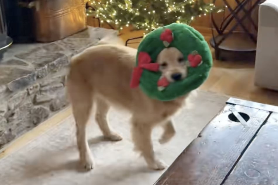 Der Vierbeiner hat sich bereits Anfang November weihnachtlich geschmückt.