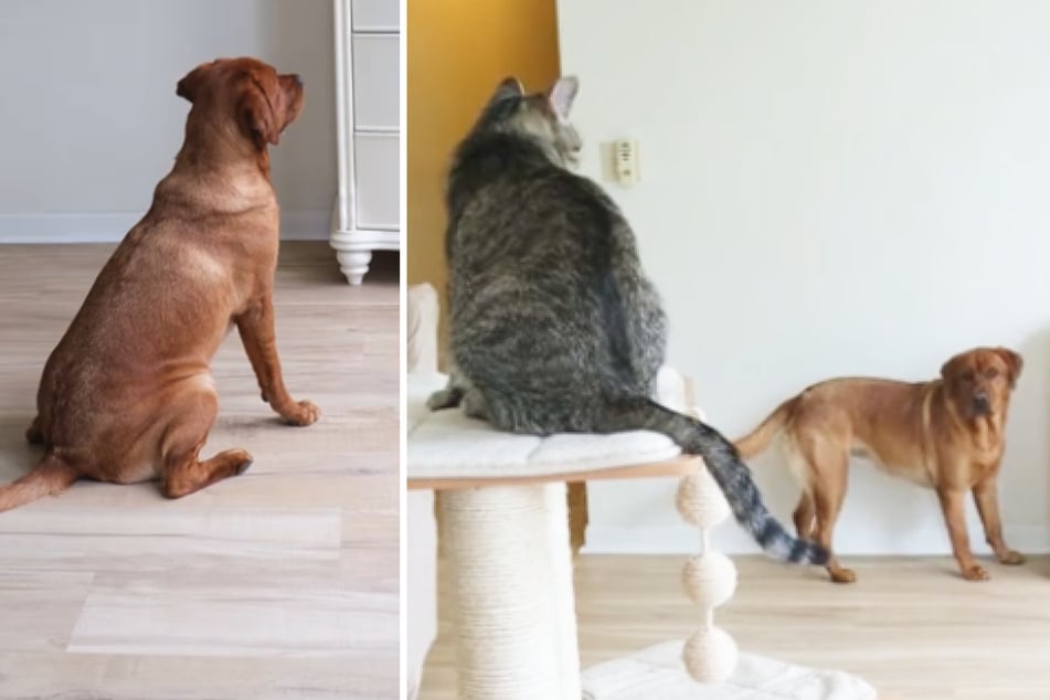 Dog teams up with cat sibling in viral sweet treat heist