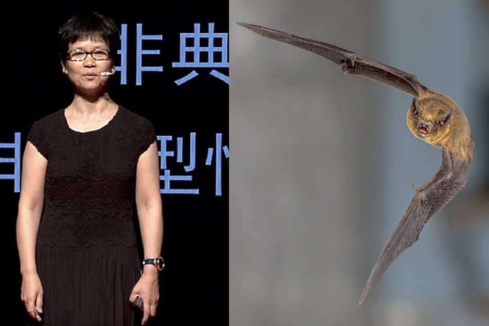 Die Virologin Shi Zhengli ist quasi der Christian Drosten Chinas. Im Reich der Mitte wurde sie als "Fledermaus-Frau" berühmt.