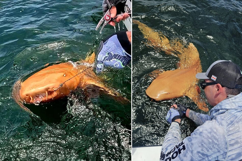 Angler Garvin Watson zog vor der Küste Costa Ricas einen sehr seltenen orangefarbenen Hai an Land.