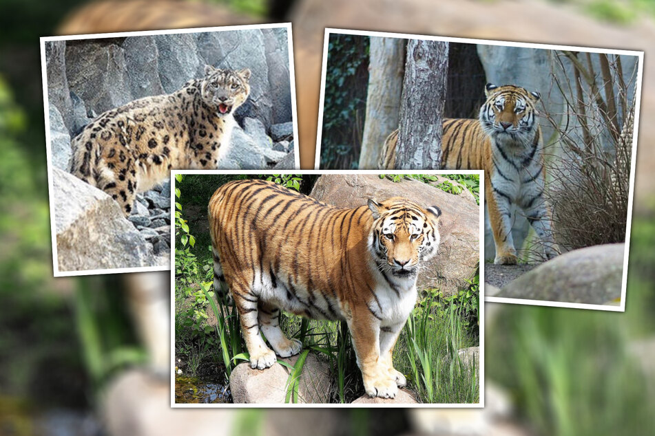 Im Laufe des Jahres musste der Zoo oft Abschied nehmen, unter anderem auch von Schneeleopard Onjegin, Amur-Tigerin Bella und Tiger Tomak.