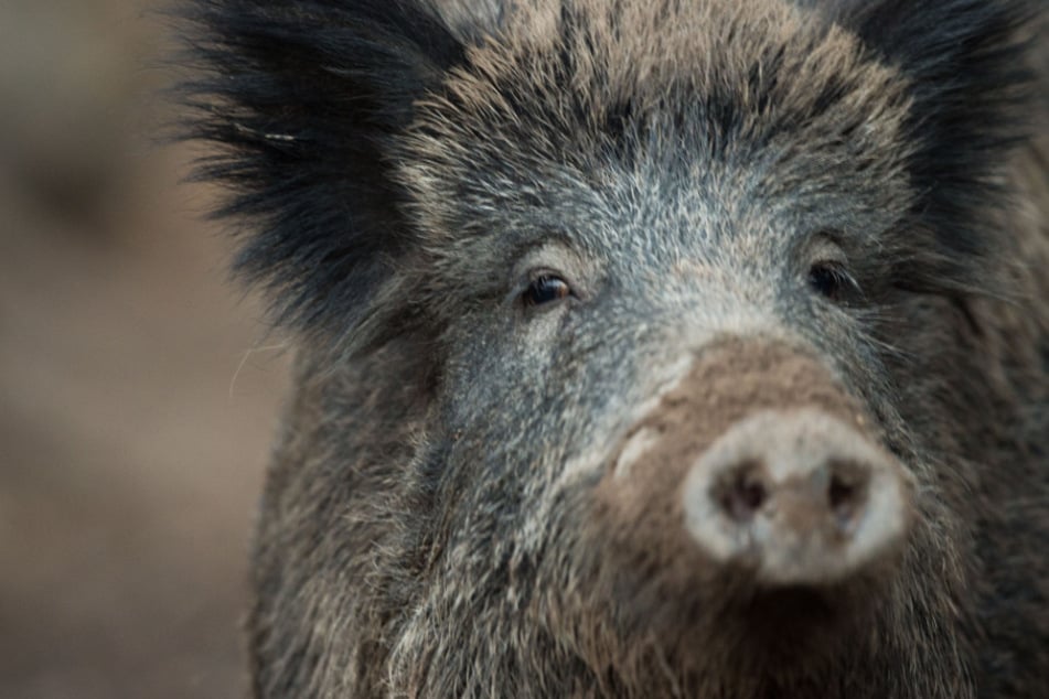 Bislang ist kein Fall der Afrikanischen Schweinepest in Thüringen bekannt. (Symbolbild)
