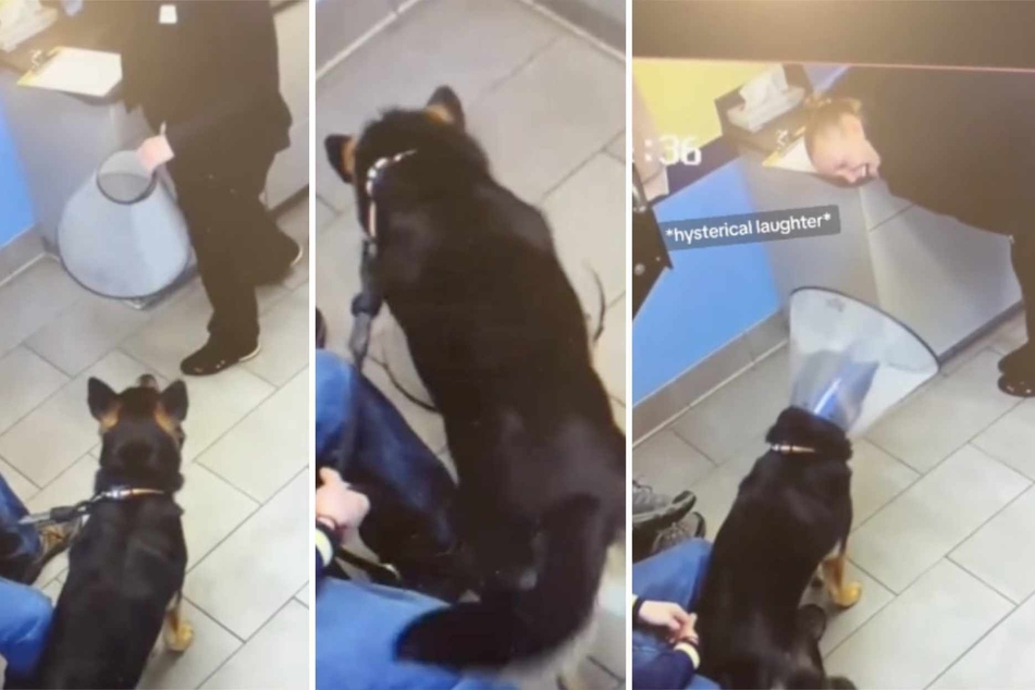 Dog's viral "cone collar" trick shocks his veterinarian!