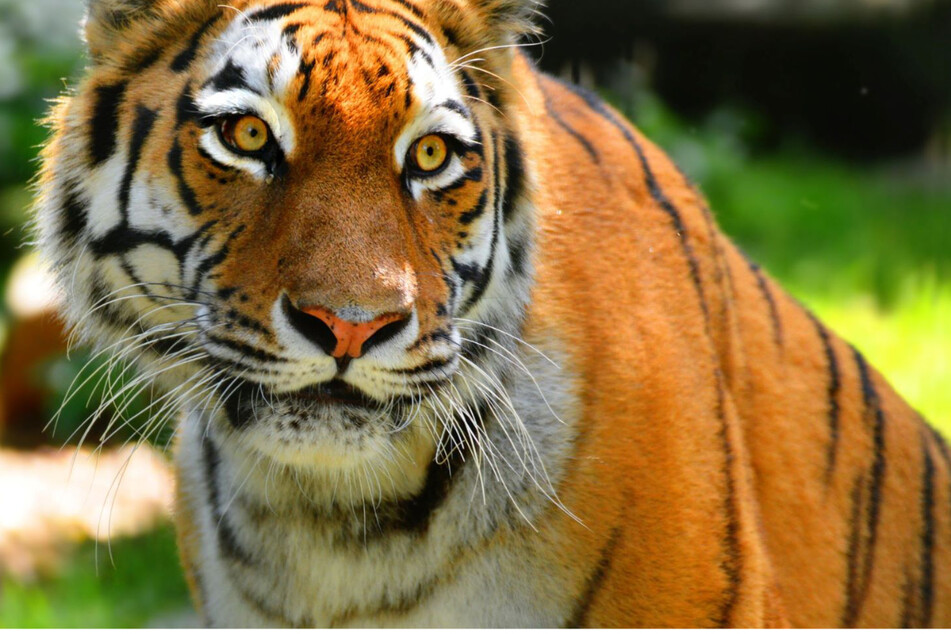 2007 wurde Tigerin Irina geboren. 36 Jahre lang wurde die Raubtierart im Hoyerswerdaer Zoo gehalten.