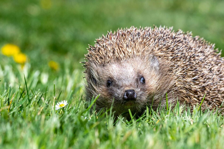 Üble Tierquälerei: Igel in Krefeld angezündet, Polizei sucht Zeugen!
