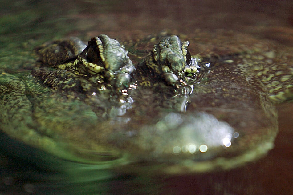 Passantin entdeckt vermeintliches Reptil an Teich: Krokodil-Alarm in Altenburg
