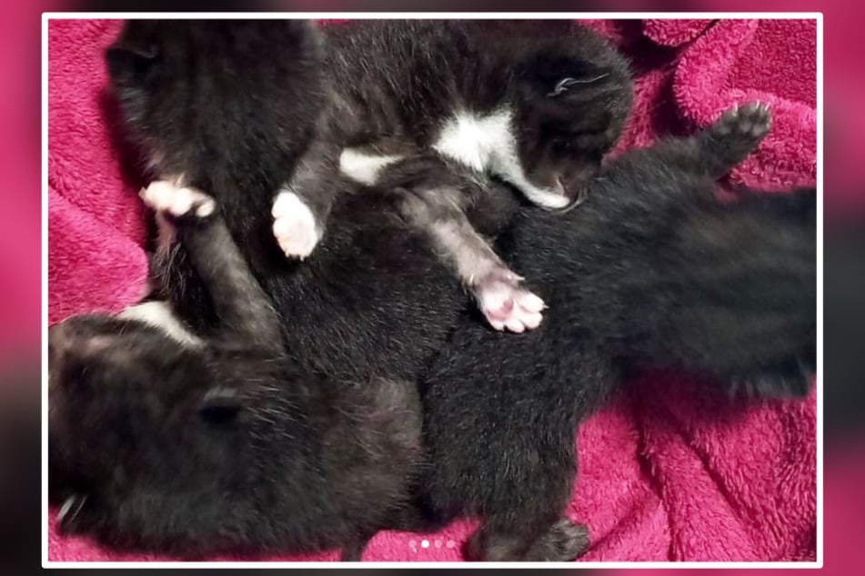 Zu viert sind die Kitten aktuell in der Pflege bei Tierheimleiterin Heike Bergmann.