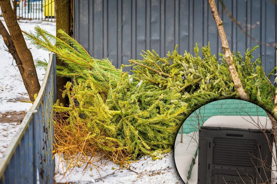 Weihnachten ist vorbei, der Baum abgeschmückt. Kann man die Tanne kompostieren?