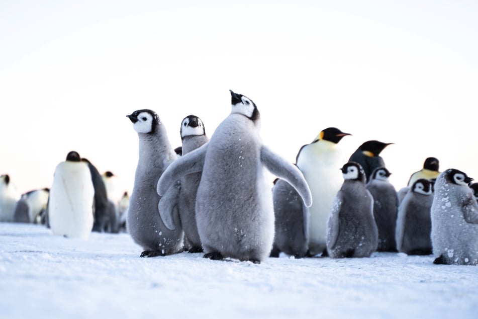 Neben den Polarforschern trotzen auch Pinguine den eisigen Temperaturen auf dem ewigen Eis. Für Michael Trautmann wurden sie zu beliebten Fotomotiven.