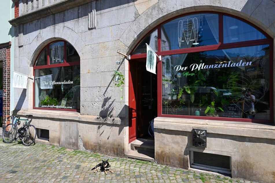 "Der Pflanzenladen" lässt es in einem Ex-Nagelstudio auf der Leipziger Straße 210 sprießen.
