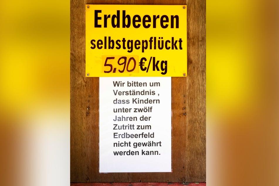 Auf dem Erdbeerfeld Bröthen weisen Schilder darauf hin, dass Kinder nicht mehr aufs Feld dürfen.