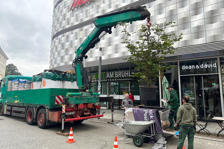 Wenn die Baumaßnahmen der Stadt abgeschlossen sind, wird der zehnte Baum an der Kreuzung Brühl/Hallisches Tor nachgepflanzt.