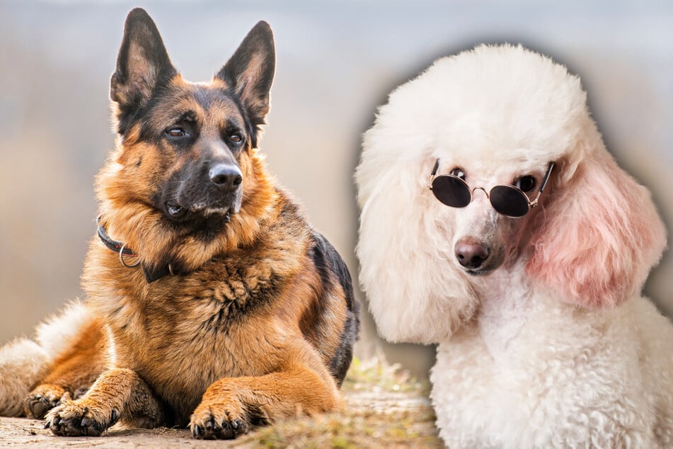 Wie so ein Mix aus Schäferhund und Pudel wohl aussieht?