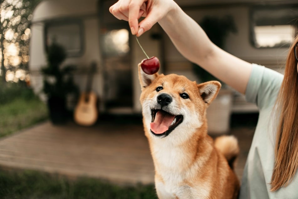 Cherries are tasty to most dogs, and eating them in moderation and without stems and pits is not a problem.