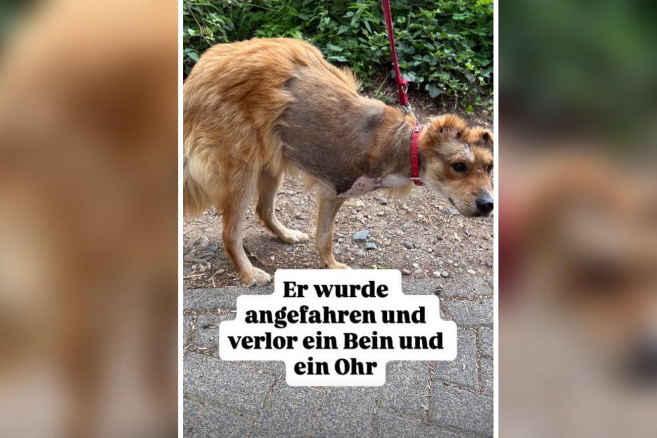 Wegen der OP sieht Dingo derzeit eher aus wie eine Mischung aus Fuchs und Waschbär.