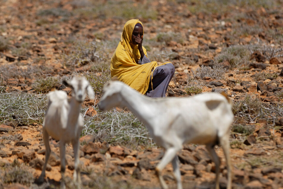 Eine Frau sitzt in einem Wüstengebiet bei Bandar Beyla im Nordosten der autonomen Region Puntland neben ihren beiden abgemagerten Ziegen.
